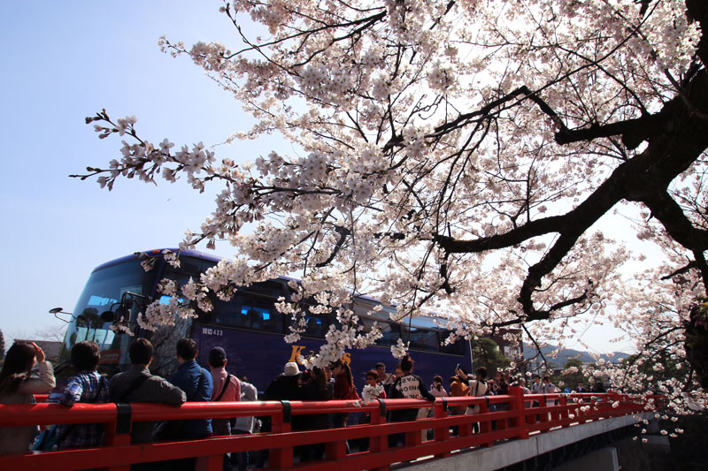 中橋周辺の桜　飛騨高山