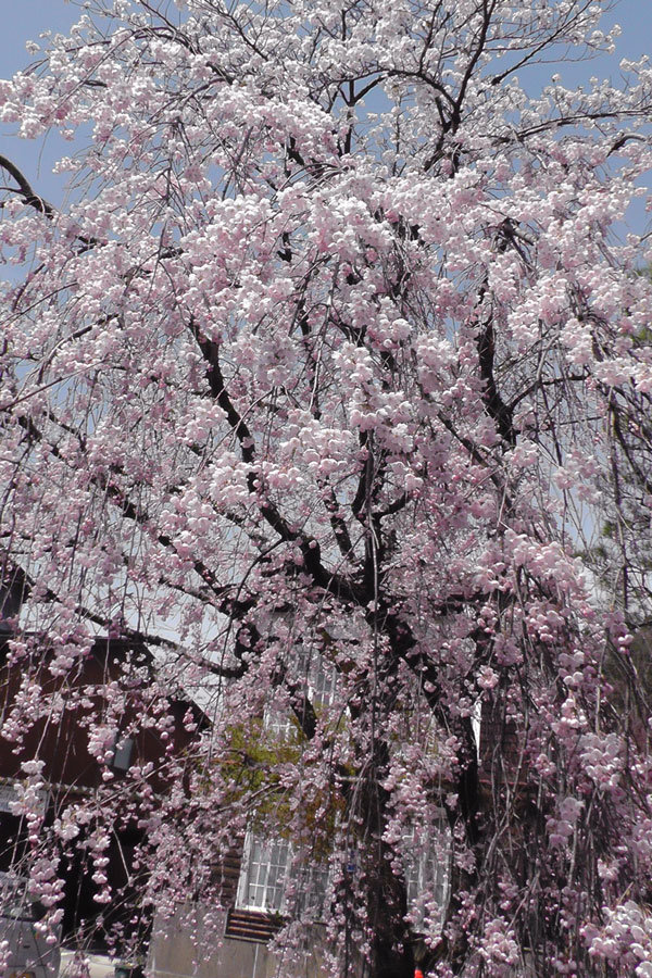 江名子川沿いの桜