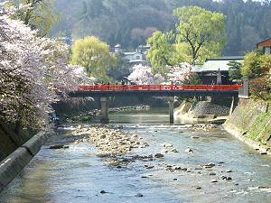 高山祭が開催される4月中旬頃には、中橋近くの桜も咲き始めます。